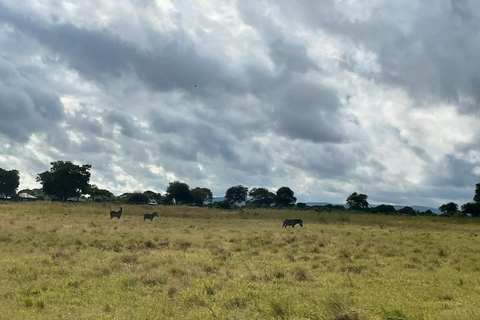SAFARI DJURLIV FRÅN ZANZIBAR TILL MIKUMI 3 DAGAR OCH 2 NÄTTER