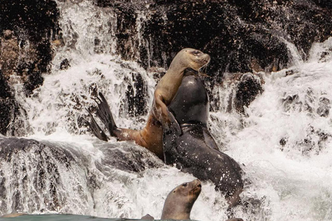 Lima: Wyspy Palomino na jachcie z pływaniem z morskimi lwamiLima: Jachtem na Wyspy Palomino i pływanie z morsami