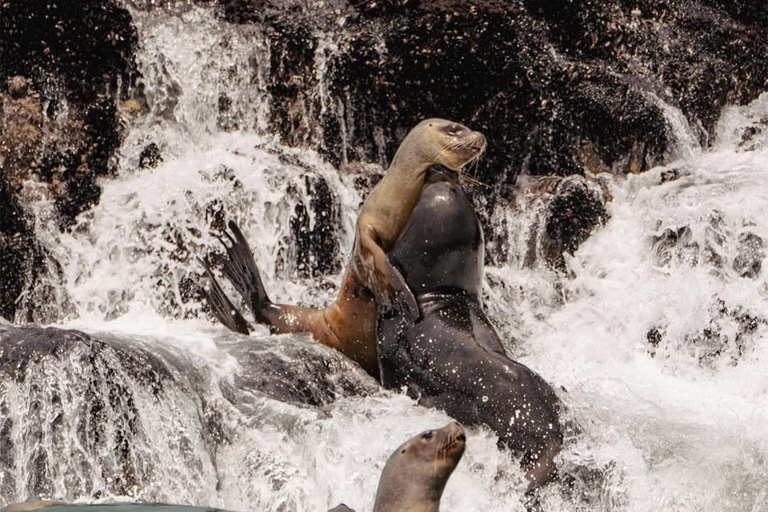 Lima: Wyspy Palomino na jachcie z pływaniem z morskimi lwamiLima: Jachtem na Wyspy Palomino i pływanie z morsami