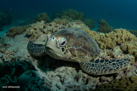 MUSCAT: Daymaniyat Island Snorkeling & Try-Dive + BBQ Lunch