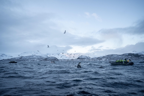 Tromsø: Excursión de avistamiento de ballenas en semirrígido en Skjervøy con bebidas y aperitivos
