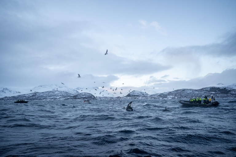 Tromsø: Excursión de avistamiento de ballenas en semirrígido en Skjervøy con bebidas y aperitivos