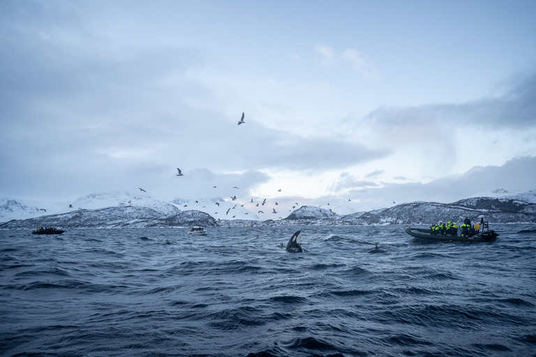 Tromsø: Tour di Skjervøy in gommone per l&#039;osservazione delle balene