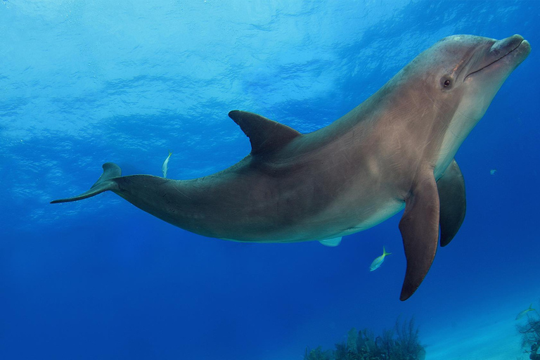 Wyspa Mnemba: półdniowa wycieczka łodzią z pływaniem z delfinami i nurkowaniem z rurkąPrywatna wyspa Mnemba – nurkowanie z rurką i pływanie z delfinami