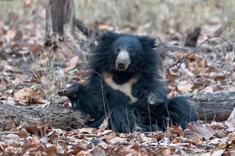 Von Jaipur aus: 1 Tagestour zum Ranthambore Tiger Reserve