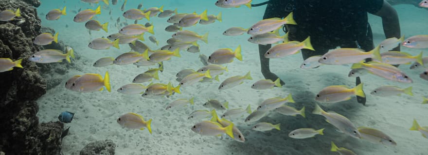 Phuket : initiation à la plongée sous-marine (plongée sur la côte à Kata Beach)