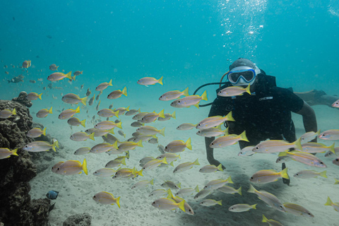 Phuket: Scuba Diving for Beginner (Shore dive in Kata beach) Phuket: Discovery Scuba Diving Experience Shore dive in Kata