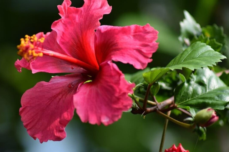 Zanzibar: Kryddtur och Jozani-skogen