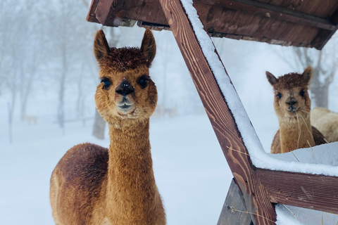 From Baku: Shamakhi and Alpaca Farm Day Trip