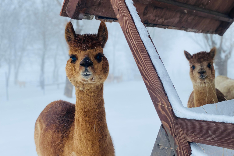 From Baku: Shamakhi and Alpaca Farm Day Trip