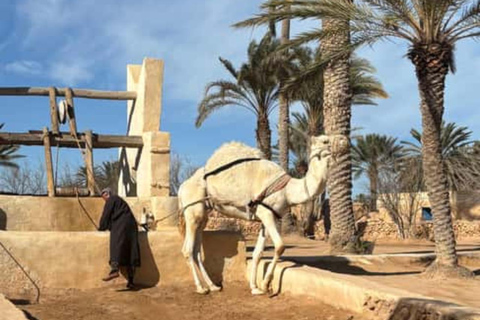 Djerba: Crocodiles, Guided Museum Tour & Free Souvenir