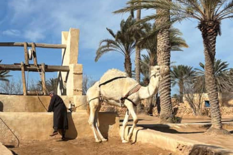 Djerba: Crocodiles, Guided Museum Tour & Free Souvenir