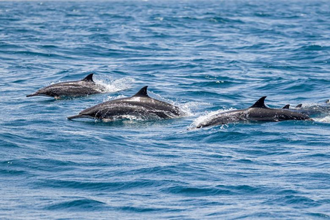 Plongée dans le lagon d&#039;El Gouna et plongée avec les dauphins, avec déjeuner