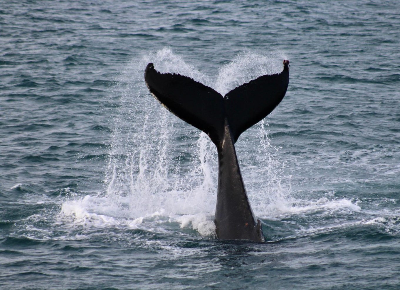 Reykjavik: den originale 3-timers hvalsafari