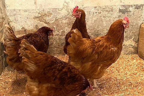 Valletta: klooster en geheime tuin in het hart van de stad.