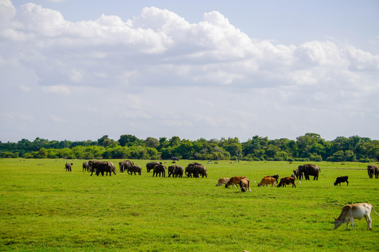 Sigiriya Rock Hike & Minneriya Elephant Safari – Day Tour Sigiriya Pickup & Drop off with Safari
