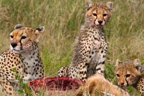 Kenya : Safari en camping de 6 jours en petit groupeKenya : Safari de 6 jours en camping à Amboseli, au lac Nakuru et à Mara