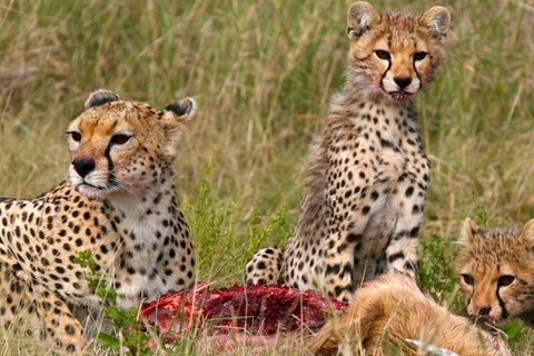 Kenia: 6-tägige Camping-Safari Kleingruppenanmeldung