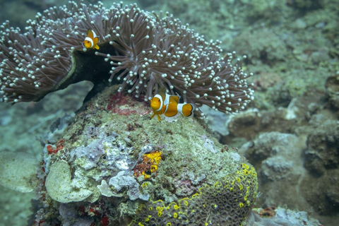 Lombok : Excursion secrète de plongée en apnée dans les îles Gili