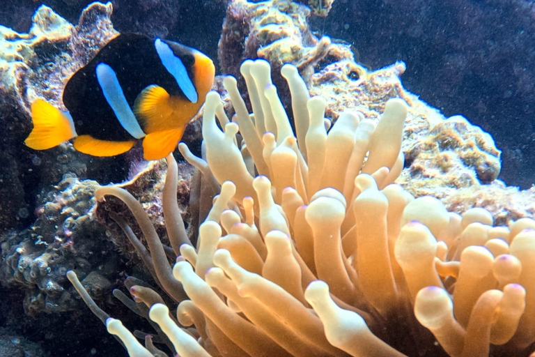 Excursion de plongée en apnée aux îles Daymaniat