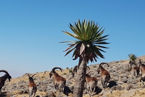 3 días de senderismo y avistamiento de animales en las montañas SimienAventura de 3 días de avistamiento de fauna y senderismo por el Monte Simien