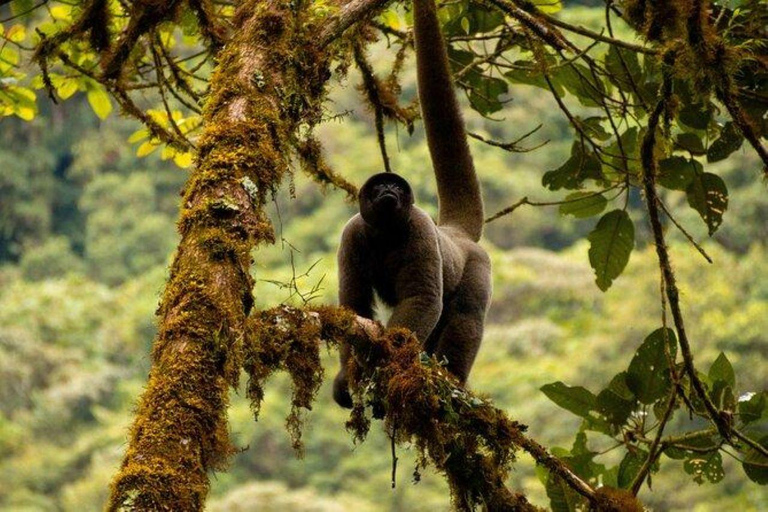 Manu: 7-Day Amazon Wildlife Tour with Jungle Lodges
