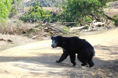 Yala Safari: High-Luxury PRIVATE Tours with Entry Tickets Half Day (6 hours) Safari PRIVATE Tours morning or afternoon