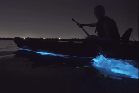 Cocoa Beach/Merritt Island:Bioluminescent kayak tour Single Kayak