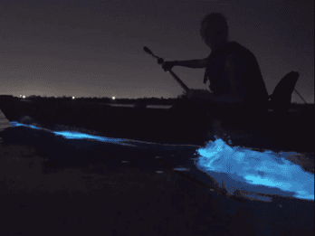 Cocoa Beach/Merritt Island: tour in kayak dei bioluminescenti