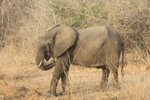 Livingstone: Private White Rhino Photography Safari