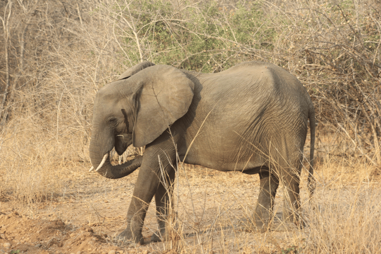 Livingstone: Private White Rhino Photography Safari