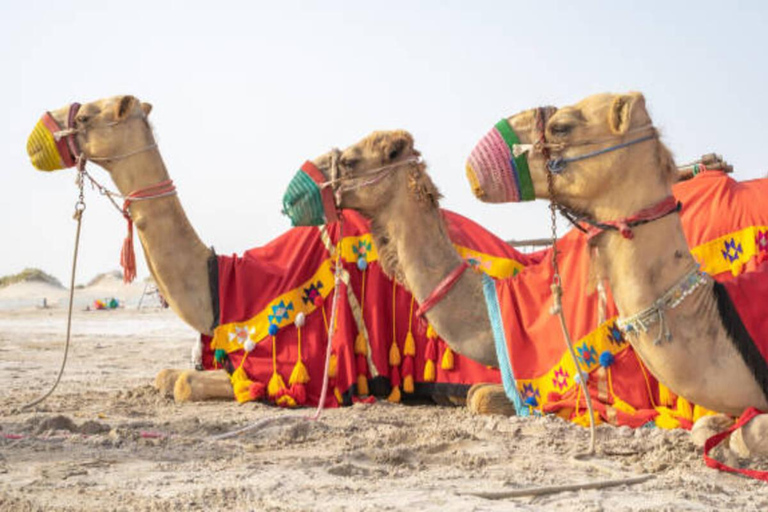 Shared Desert Safari With Dune Bashing, ATV & Camel Ride