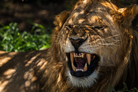 Z Zanzibaru: 2-dniowe safari w Selous z lotami i spacerem po buszuZanzibar: Selous 2-Day Safari with Flights &amp; Bush Walk