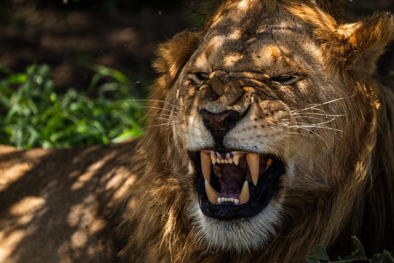 Z Zanzibaru: 2-dniowe safari w Selous z lotami i spacerem po buszuZanzibar: Selous 2-Day Safari with Flights &amp; Bush Walk