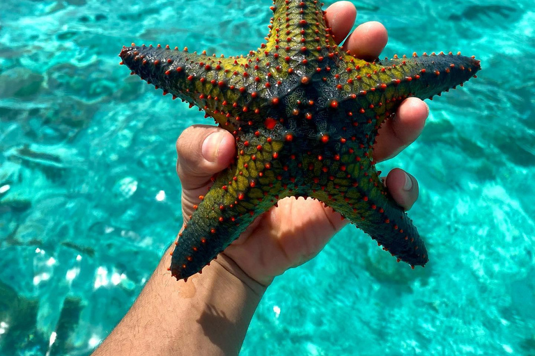 Zanzíbar: Excursión a Mnemba para hacer snorkel y nadar con tortugas