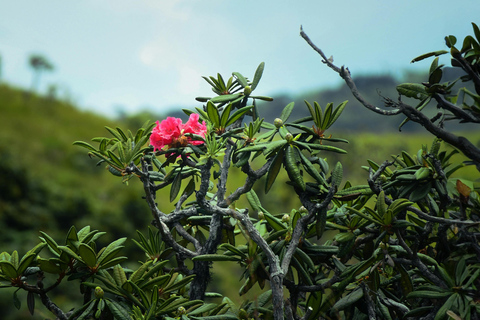 Sri Lanka: 9-Day Honeymoon Tour with Accommodation