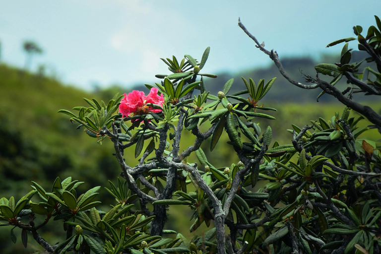 Sri Lanka: 9-Day Honeymoon Tour with Accommodation