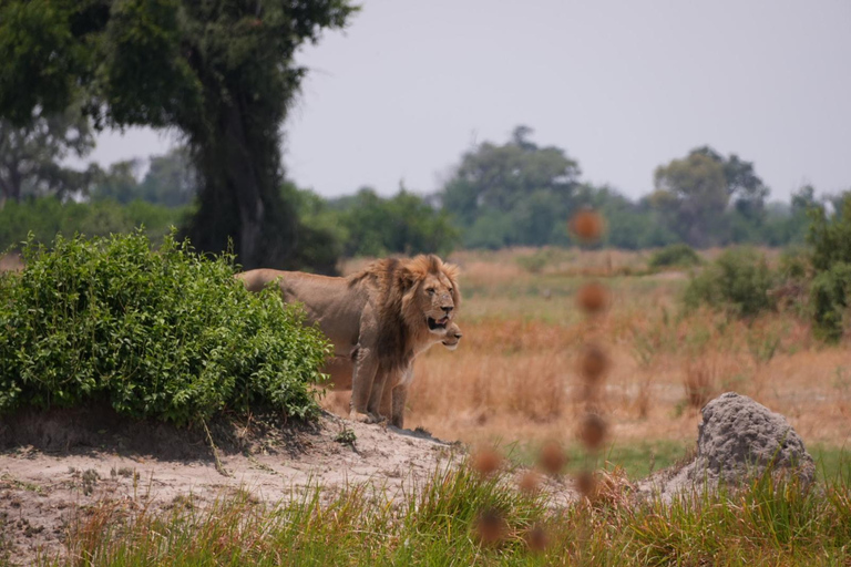 Victoria Falls: Night Safari, Bush Dining & Star Wisdom