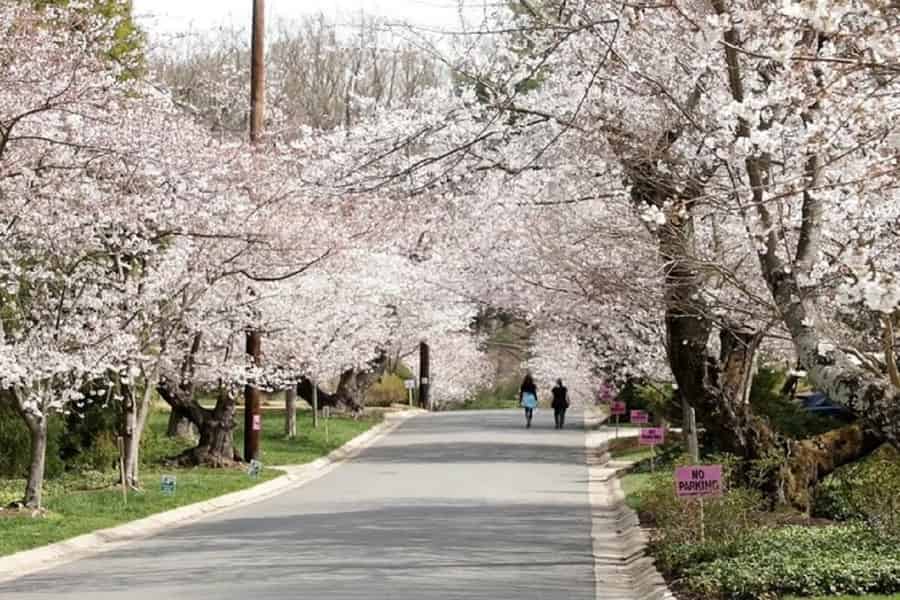 DC Kenwood Kirschblüten: Halbtagestour in Kleingruppe (max. 12 Personen). Foto: GetYourGuide