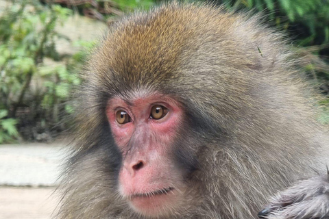 Nagano full day private tour with English speaking driver