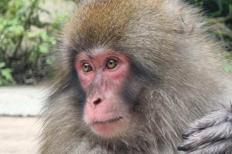 Nagano full day private tour with English speaking driver