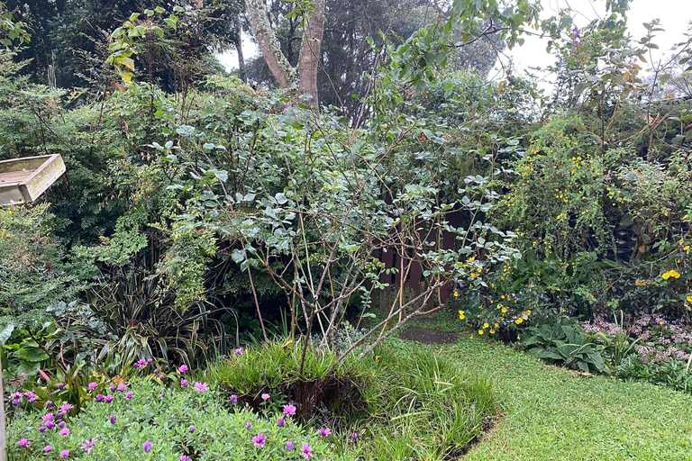 De Nairóbi: excursão de um dia à fazenda de chá Kiambethu