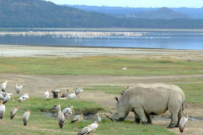 Excursion d'une journée au lac Nakuru et tour en bateau à Naivasha