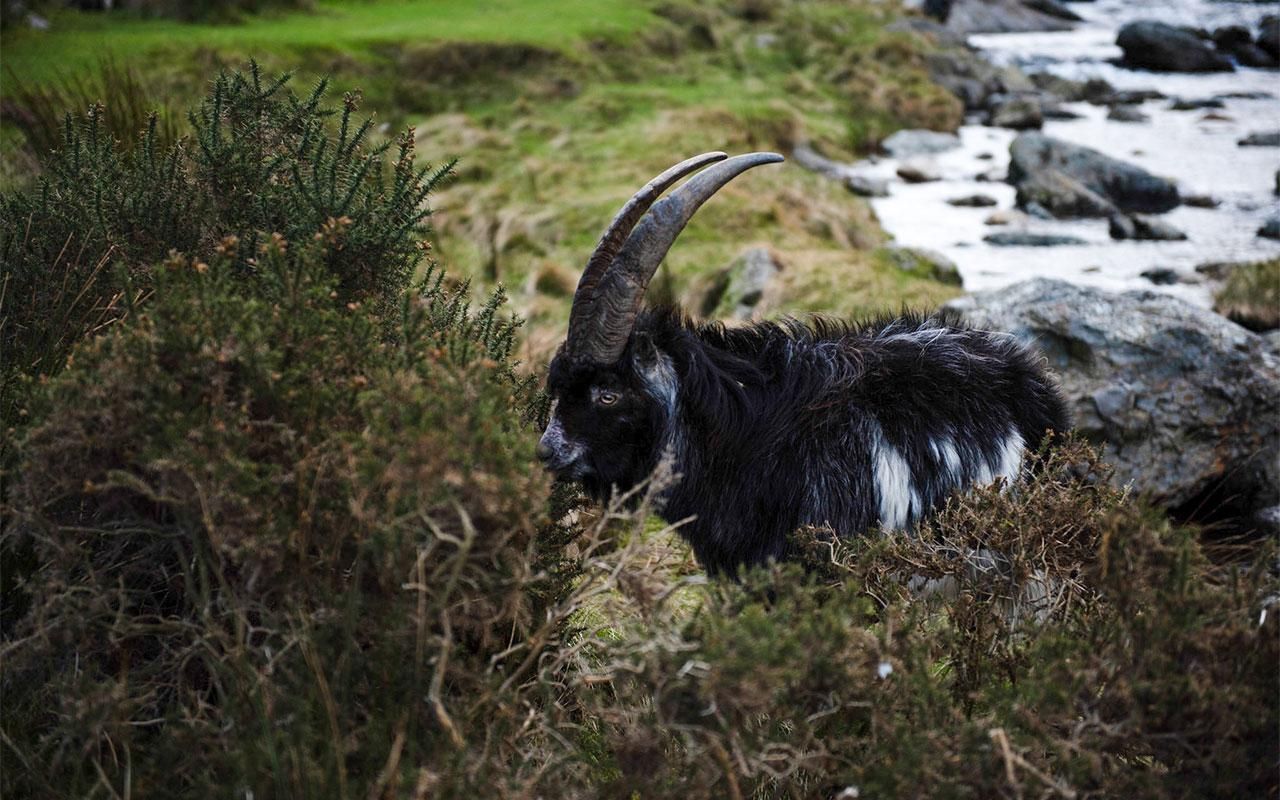 Manchester/Liverpool/Chester: Private Tour in Nordwales