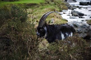 Manchester/Liverpool/Chester: Private Tour in Nordwales