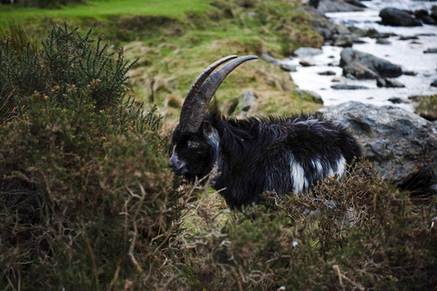 Manchester/Liverpool/Chester: North Wales Private Tour Private North Wales & Snowdonia