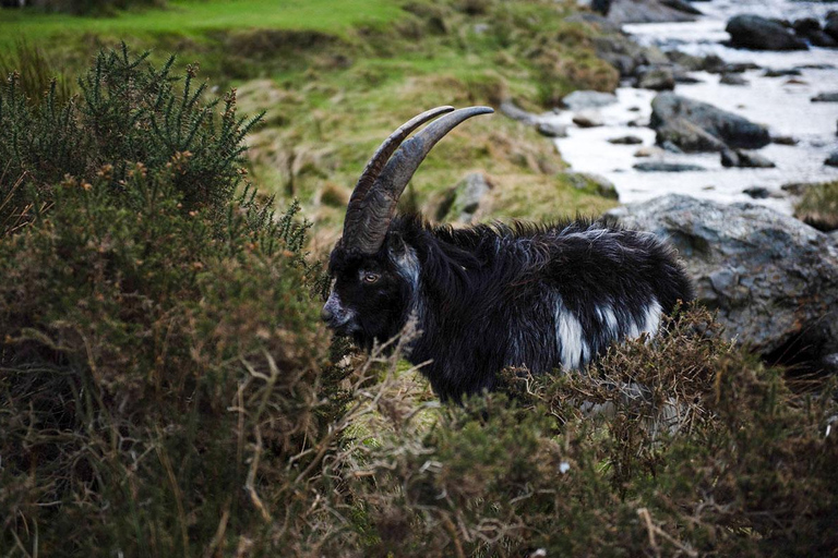 Manchester/Liverpool/Chester: North Wales Private Tour Private North Wales & Snowdonia