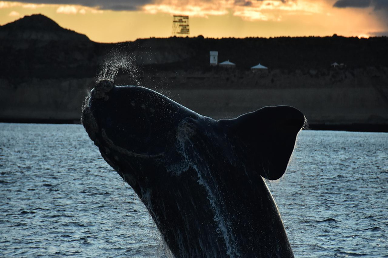 Puerto Madryn: El Doradillo Whale Watching Tour with Pickup