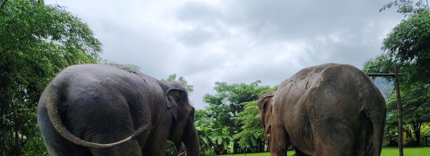 Cascades collantes, éléphants, bambous ou rafting en eaux vives.