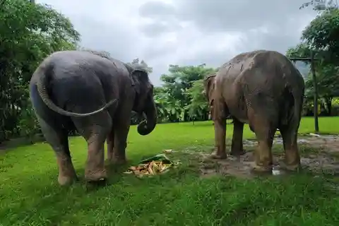 Sticky waterfalls- Elephants- Bamboo or White water rafting.